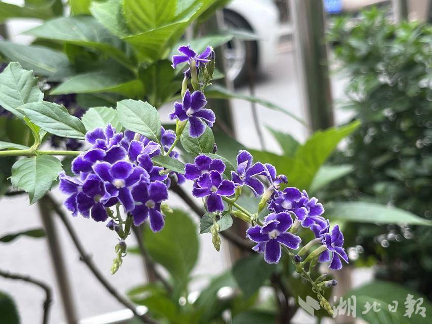 抢庄斗牛正版下载